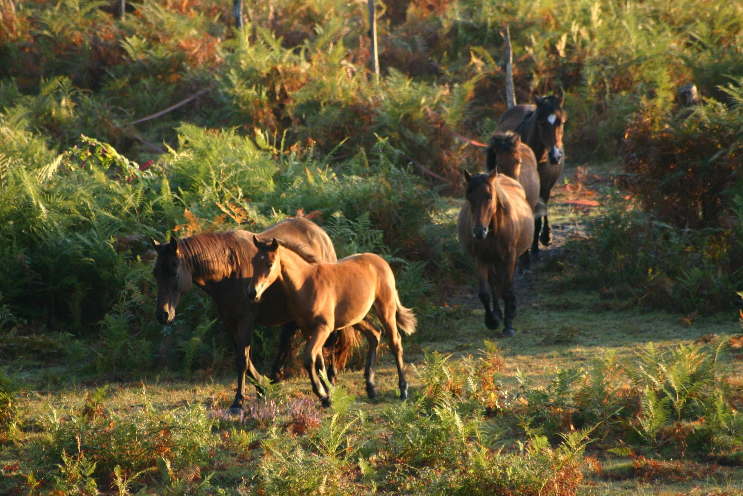 accueil-association-nationale-du-poney-landais